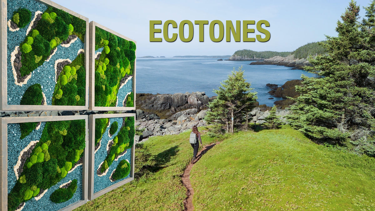 Ecotones film thumbnail pairing framed moss pieces with a coastal Maine trail