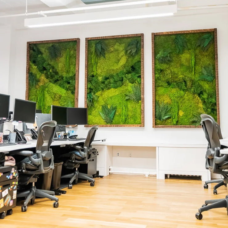 Three large gold framed moss panels on an office wall above a row of desks and monitors