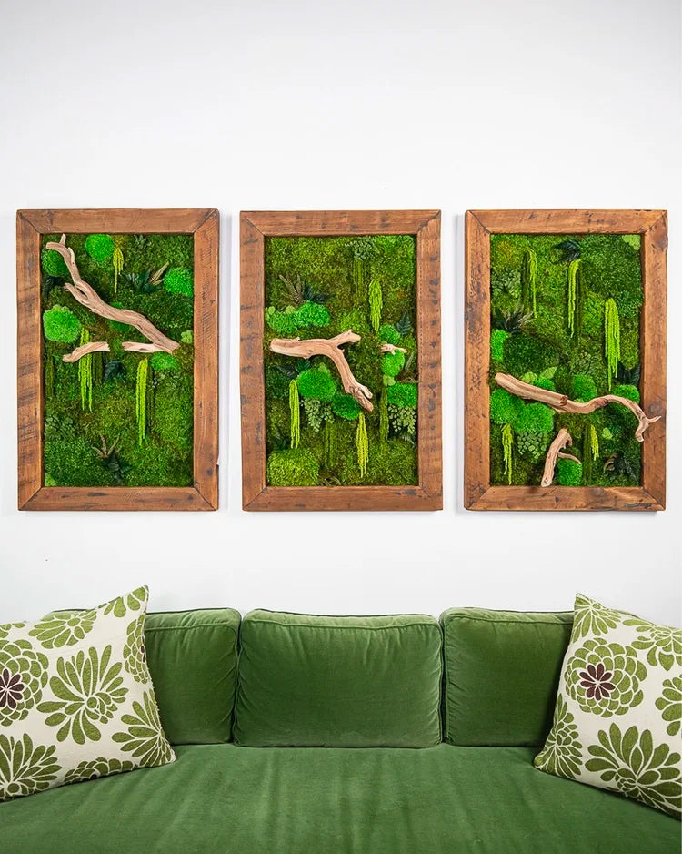 Three matching reclaimed wood framed moss panels with driftwood branches above a green velvet sofa