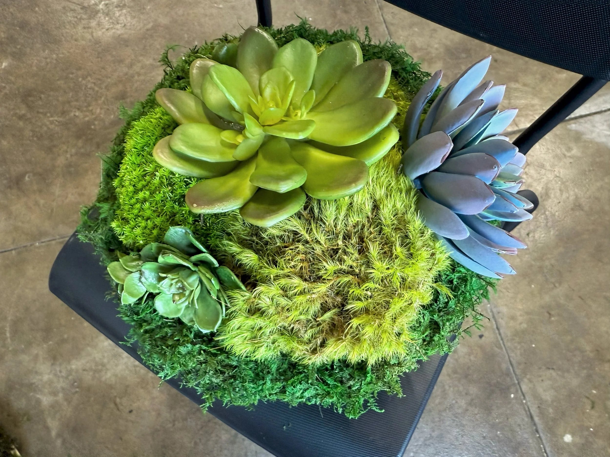 Succulent Pot 1, angled view