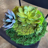 Succulent Pot 1, close detail