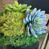 Succulent Pot 1, detail view